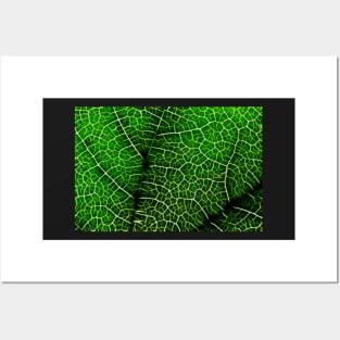 Green Leaf Macro Posters and Art